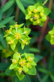 Fotografia da espécie Euphorbia angulata