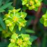 Fotografia 1 da espécie Euphorbia angulata do Jardim Botânico UTAD