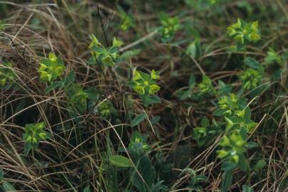 Fotografia da espécie Euphorbia angulata