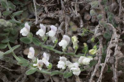Fotografia da espécie Antirrhinum lopesianum