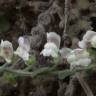 Fotografia 3 da espécie Antirrhinum lopesianum do Jardim Botânico UTAD