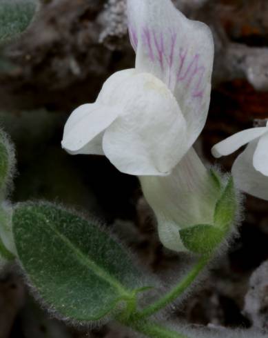 Fotografia de capa Antirrhinum lopesianum - do Jardim Botânico