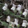 Fotografia 5 da espécie Antirrhinum lopesianum do Jardim Botânico UTAD