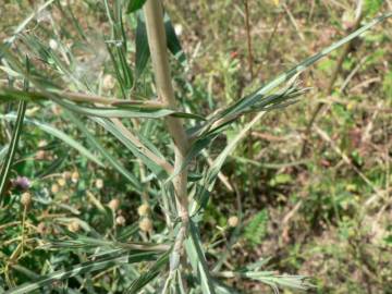 Fotografia da espécie Lactuca saligna