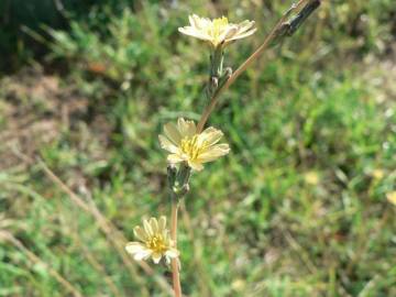 Fotografia da espécie Lactuca saligna