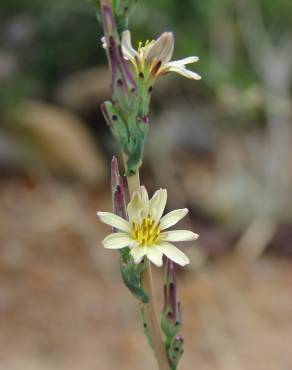 Fotografia 1 da espécie Lactuca saligna no Jardim Botânico UTAD