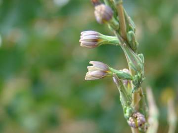 Fotografia da espécie Lactuca saligna