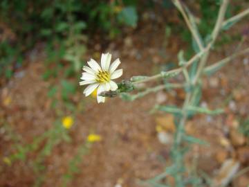 Fotografia da espécie Lactuca saligna