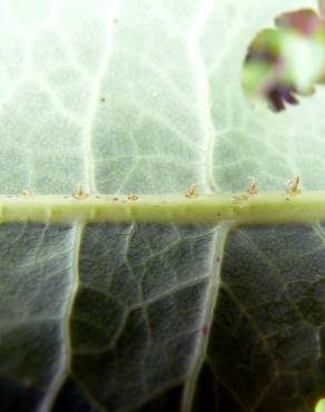 Fotografia 7 da espécie Lactuca saligna no Jardim Botânico UTAD