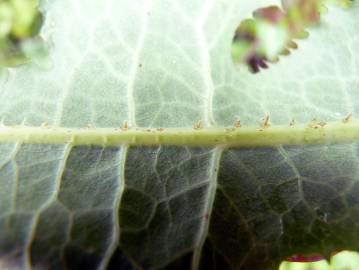 Fotografia da espécie Lactuca saligna