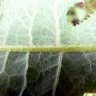 Fotografia 7 da espécie Lactuca saligna do Jardim Botânico UTAD