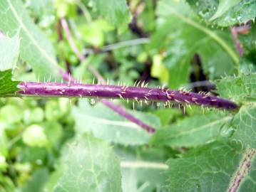 Fotografia da espécie Lactuca saligna