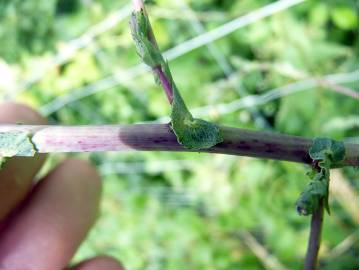 Fotografia da espécie Lactuca saligna