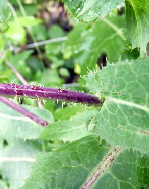 Fotografia 10 da espécie Lactuca saligna no Jardim Botânico UTAD