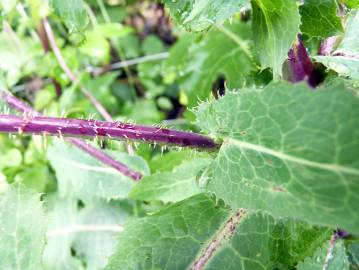 Fotografia da espécie Lactuca saligna