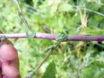 Fotografia da espécie Lactuca saligna