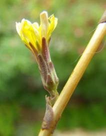 Fotografia da espécie Lactuca saligna