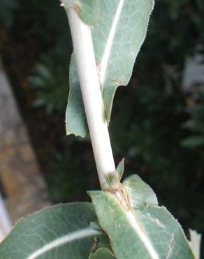 Fotografia 14 da espécie Lactuca saligna no Jardim Botânico UTAD