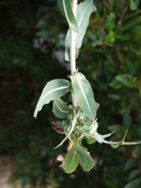 Fotografia da espécie Lactuca saligna