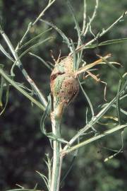 Fotografia da espécie Lactuca saligna