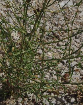Fotografia 18 da espécie Lactuca saligna no Jardim Botânico UTAD