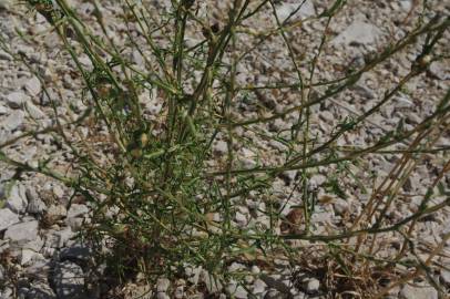 Fotografia da espécie Lactuca saligna