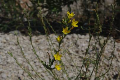 Fotografia da espécie Lactuca saligna