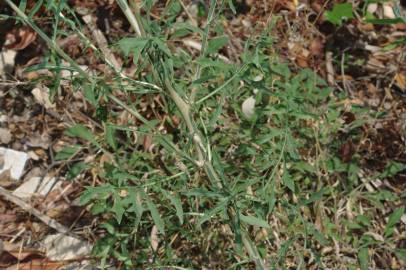 Fotografia da espécie Lactuca saligna