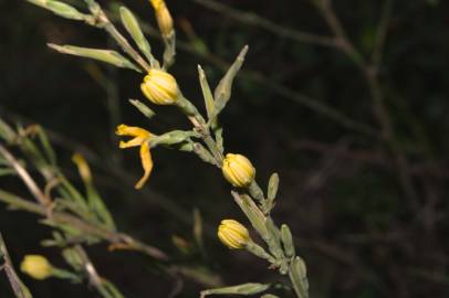 Fotografia da espécie Lactuca saligna