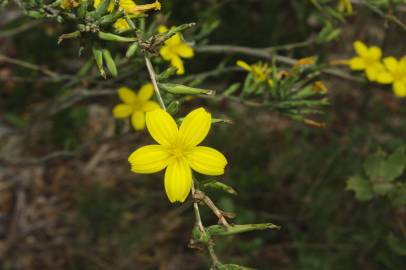 Fotografia da espécie Lactuca saligna