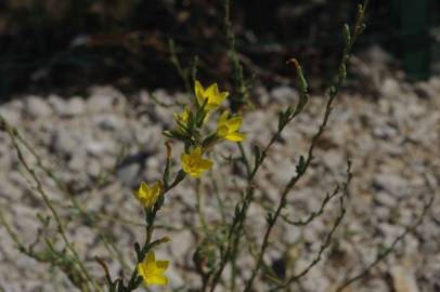 Fotografia da espécie Lactuca saligna