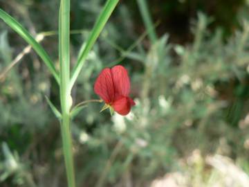 Fotografia da espécie Lathyrus setifolius