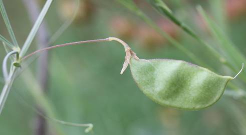 Fotografia da espécie Lathyrus setifolius