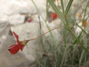 Fotografia da espécie Lathyrus setifolius