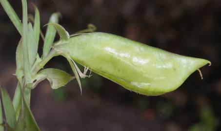 Fotografia da espécie Lathyrus setifolius