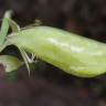 Fotografia 8 da espécie Lathyrus setifolius do Jardim Botânico UTAD