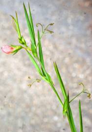 Fotografia da espécie Lathyrus setifolius