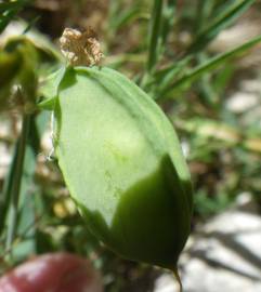 Fotografia da espécie Lathyrus setifolius