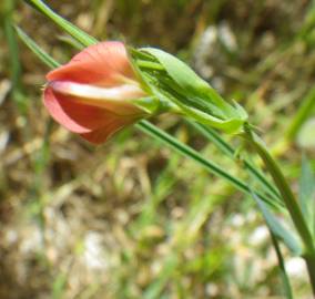 Fotografia da espécie Lathyrus setifolius