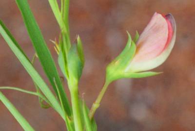 Fotografia da espécie Lathyrus setifolius