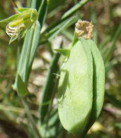 Fotografia da espécie Lathyrus setifolius