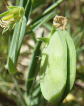 Fotografia 14 da espécie Lathyrus setifolius no Jardim Botânico UTAD