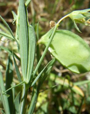 Fotografia 15 da espécie Lathyrus setifolius no Jardim Botânico UTAD