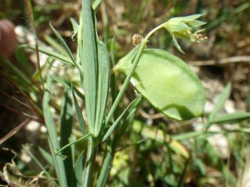 Fotografia da espécie Lathyrus setifolius