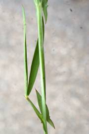 Fotografia da espécie Lathyrus setifolius