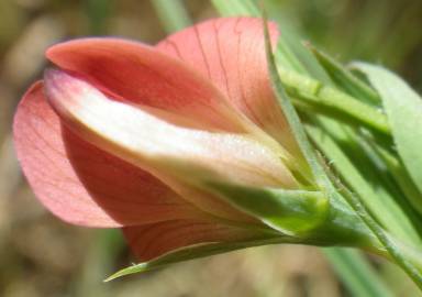 Fotografia da espécie Lathyrus setifolius