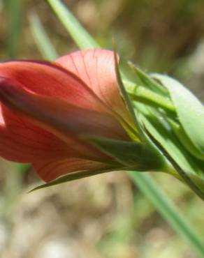 Fotografia 18 da espécie Lathyrus setifolius no Jardim Botânico UTAD