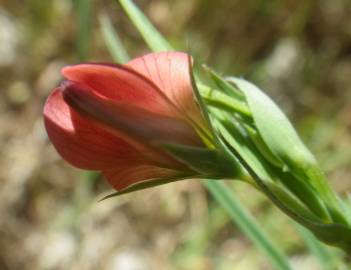 Fotografia da espécie Lathyrus setifolius