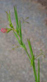 Fotografia da espécie Lathyrus setifolius