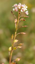 Fotografia da espécie Lepidium graminifolium